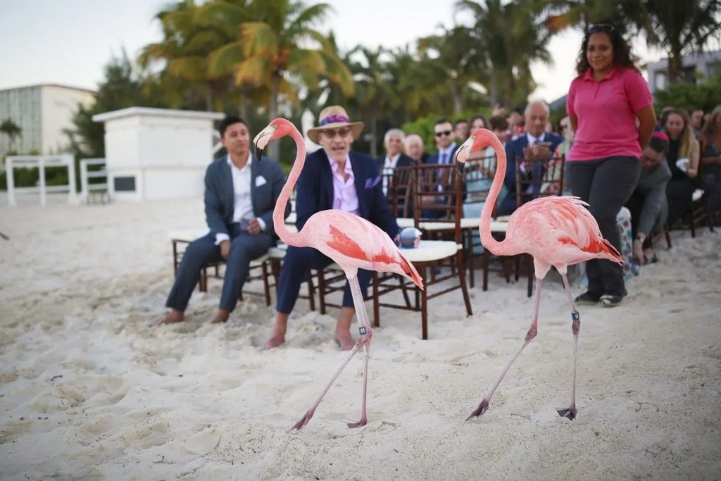 Flamingos at Bahamas beach wedding ceremony
